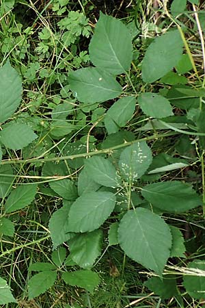 Rubus leptothyrsos \ D&uuml;nnrispige Brombeere / Thin-Panicle Bramble, D Kaufungen 28.7.2019