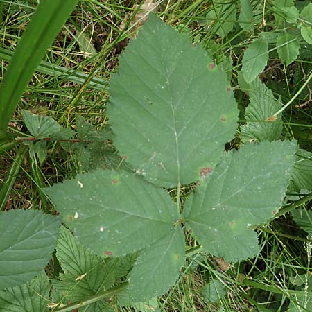 Rubus leptothyrsos \ D&uuml;nnrispige Brombeere / Thin-Panicle Bramble, D Kaufungen 28.7.2019