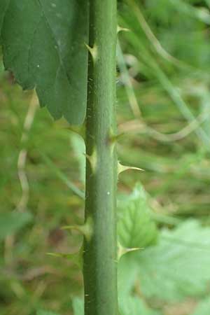 Rubus leptothyrsos \ D&uuml;nnrispige Brombeere / Thin-Panicle Bramble, D Kaufungen 28.7.2019