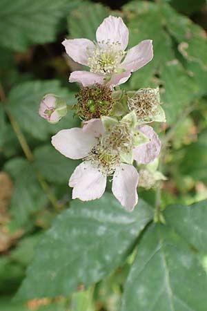 Rubus leptothyrsos \ D&uuml;nnrispige Brombeere / Thin-Panicle Bramble, D Kaufungen 28.7.2019