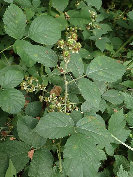 Rubus leptothyrsos \ D&uuml;nnrispige Brombeere / Thin-Panicle Bramble, D Kaufungen 28.7.2019