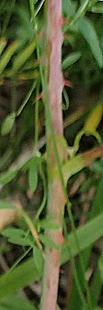 Rubus leuciscanus \ Pl�tzensee-Brombeere / Pl�tzensee Bramble, D Meinhard-Motzenrode 28.7.2019