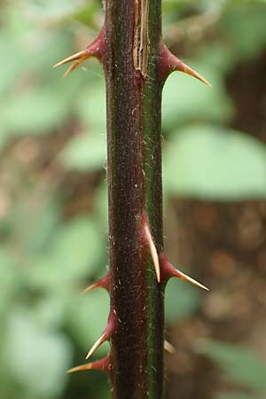 Rubus laciniatus \ Schlitzbl�ttrige Brombeere / Cutleaf Blackberry, Evergreen Blackberry, D Felsberg 29.7.2019