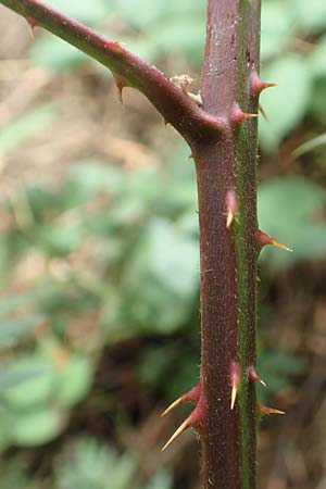 Rubus laciniatus \ Schlitzbl�ttrige Brombeere / Cutleaf Blackberry, Evergreen Blackberry, D Felsberg 29.7.2019