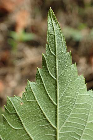 Rubus lictorum \ Liktoren-Haselblatt-Brombeere / Lictors' Bramble, D Sternenfels 24.7.2020