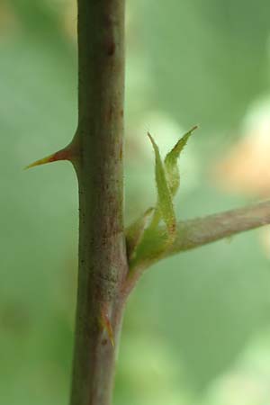 Rubus lictorum \ Liktoren-Haselblatt-Brombeere / Lictors' Bramble, D Sternenfels 24.7.2020