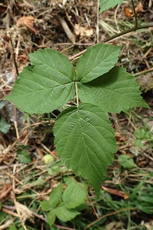 Rubus lictorum \ Liktoren-Haselblatt-Brombeere / Lictors' Bramble, D Sternenfels 24.7.2020