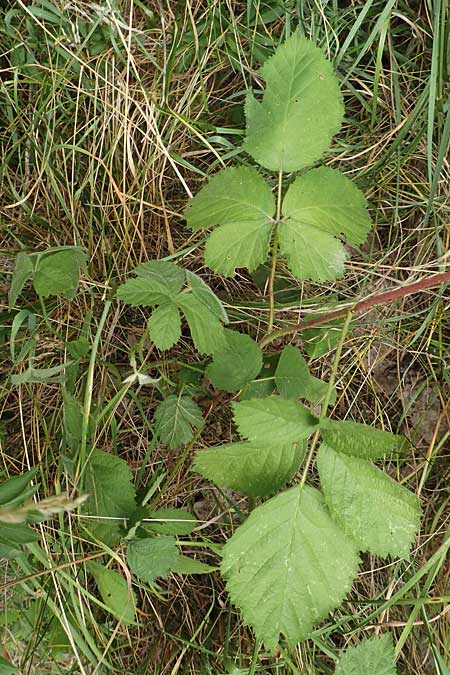 Rubus remotifolius \ Entferntbl�ttrige Haselblatt-Brombeere / Remote-Leaved Bramble, D Sachsenheim-H&auml;fnerhaslach 24.7.2020