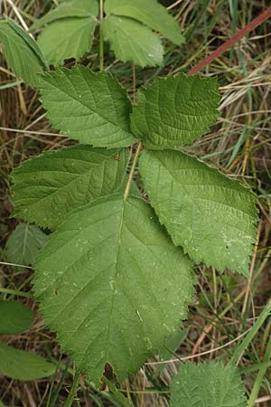 Rubus remotifolius \ Entferntbl�ttrige Haselblatt-Brombeere / Remote-Leaved Bramble, D Sachsenheim-H&auml;fnerhaslach 24.7.2020