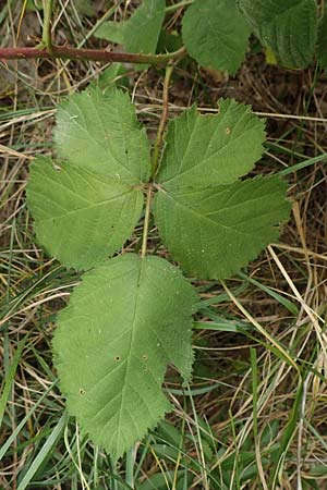 Rubus remotifolius \ Entferntbl�ttrige Haselblatt-Brombeere / Remote-Leaved Bramble, D Sachsenheim-H&auml;fnerhaslach 24.7.2020
