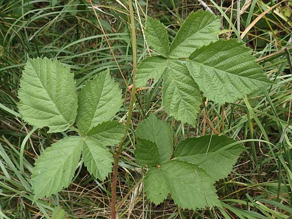 Rubus remotifolius \ Entferntbl�ttrige Haselblatt-Brombeere / Remote-Leaved Bramble, D Sachsenheim-H&auml;fnerhaslach 24.7.2020