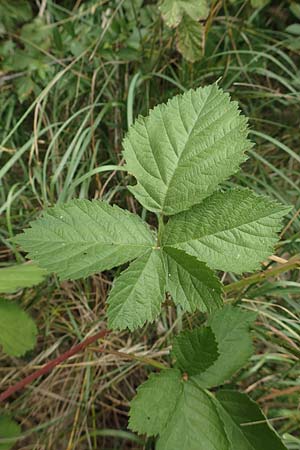 Rubus remotifolius \ Entferntbl�ttrige Haselblatt-Brombeere / Remote-Leaved Bramble, D Sachsenheim-H&auml;fnerhaslach 24.7.2020