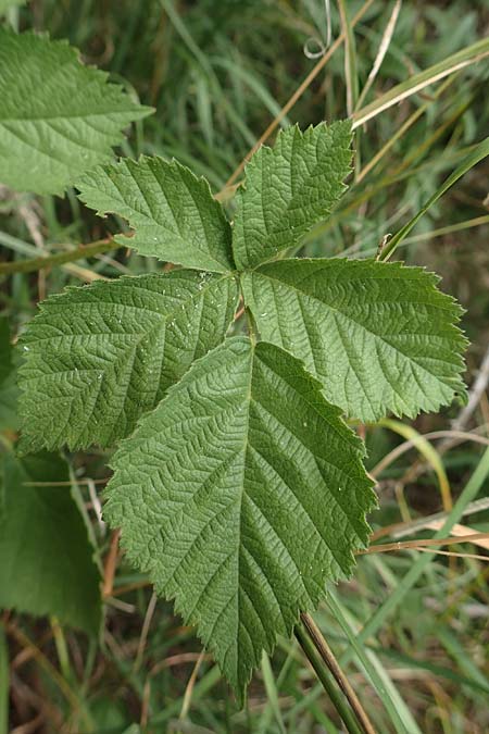 Rubus remotifolius \ Entferntbl�ttrige Haselblatt-Brombeere / Remote-Leaved Bramble, D Sachsenheim-H&auml;fnerhaslach 24.7.2020