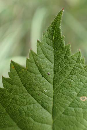 Rubus remotifolius \ Entferntbl�ttrige Haselblatt-Brombeere / Remote-Leaved Bramble, D Sachsenheim-H&auml;fnerhaslach 24.7.2020