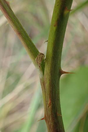 Rubus remotifolius \ Entferntbl�ttrige Haselblatt-Brombeere / Remote-Leaved Bramble, D Sachsenheim-H&auml;fnerhaslach 24.7.2020
