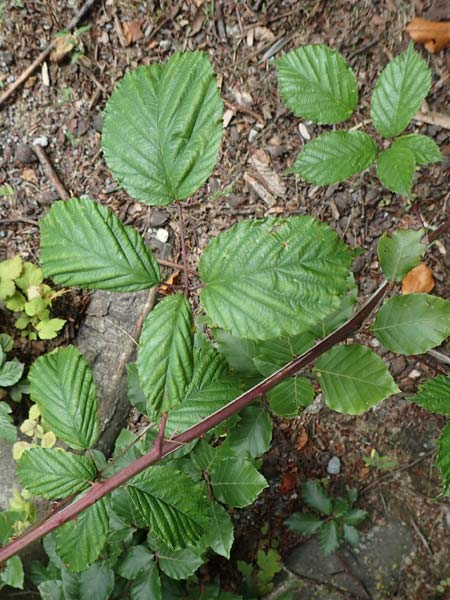 Rubus lindleyanus \ Lindleys Brombeere / Lindley's Bramble, D Herne 28.7.2020