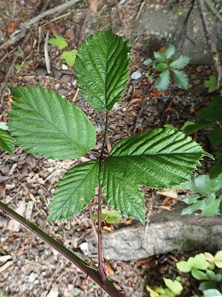 Rubus lindleyanus \ Lindleys Brombeere / Lindley's Bramble, D Herne 28.7.2020