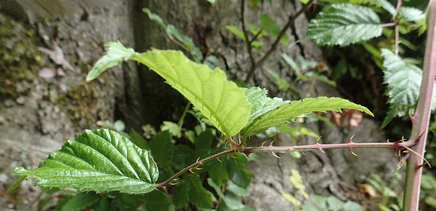 Rubus lindleyanus \ Lindleys Brombeere / Lindley's Bramble, D Herne 28.7.2020