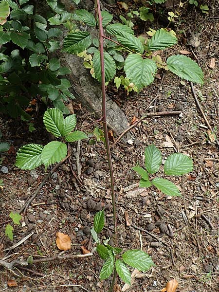 Rubus lindleyanus \ Lindleys Brombeere / Lindley's Bramble, D Herne 28.7.2020