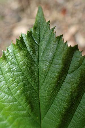 Rubus lindleyanus \ Lindleys Brombeere / Lindley's Bramble, D Herne 28.7.2020