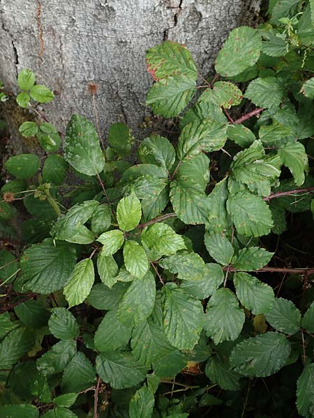 Rubus lindleyanus \ Lindleys Brombeere / Lindley's Bramble, D Herne 28.7.2020