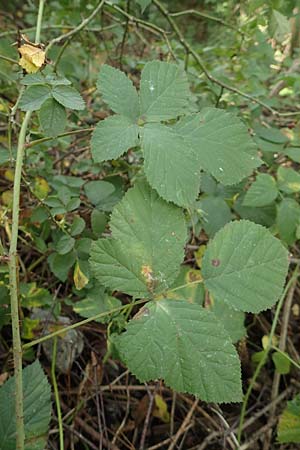 Rubus loosii \ Hellweg-Haselblatt-Brombeere / Loos' Bramble, D Bergkamen 28.7.2020