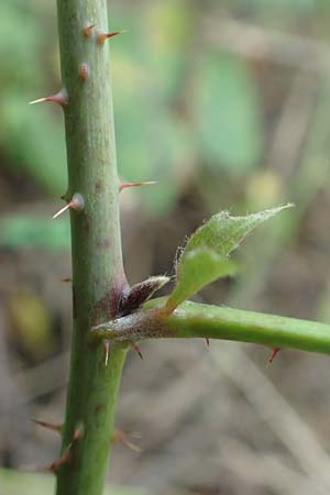Rubus loosii \ Hellweg-Haselblatt-Brombeere / Loos' Bramble, D Bergkamen 28.7.2020
