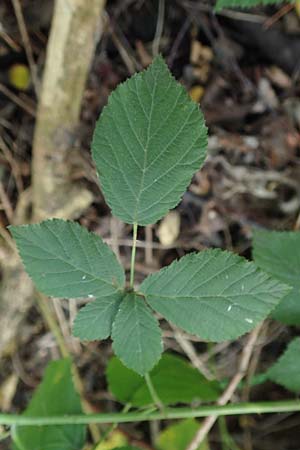 Rubus loosii \ Hellweg-Haselblatt-Brombeere / Loos' Bramble, D Bergkamen 28.7.2020