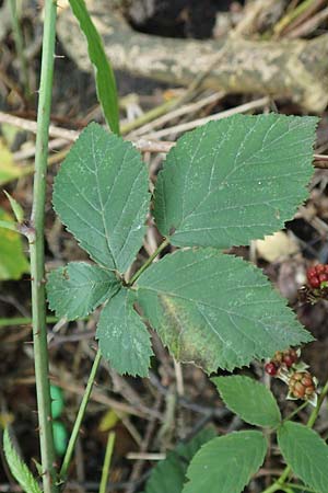 Rubus loosii \ Hellweg-Haselblatt-Brombeere / Loos' Bramble, D Bergkamen 28.7.2020