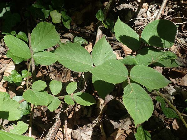 Rubus lividus \ Bleigraue Brombeere / Grey Bramble, D Ehrenberg-Seiferts 30.7.2020