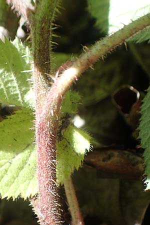 Rubus lividus \ Bleigraue Brombeere / Grey Bramble, D Ehrenberg-Seiferts 30.7.2020