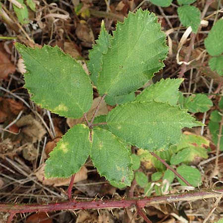 Rubus leiningeri \ Leininger Brombeere / Leiningen Bramble, D Donnersberg 19.8.2020