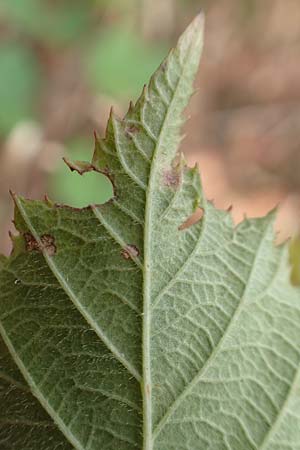 Rubus leiningeri \ Leininger Brombeere / Leiningen Bramble, D Donnersberg 19.8.2020