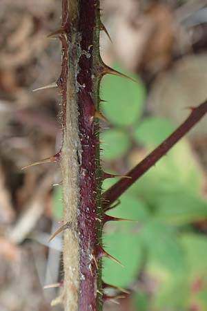 Rubus leiningeri \ Leininger Brombeere / Leiningen Bramble, D Donnersberg 19.8.2020
