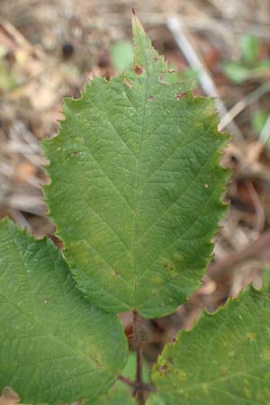 Rubus leiningeri \ Leininger Brombeere / Leiningen Bramble, D Donnersberg 19.8.2020