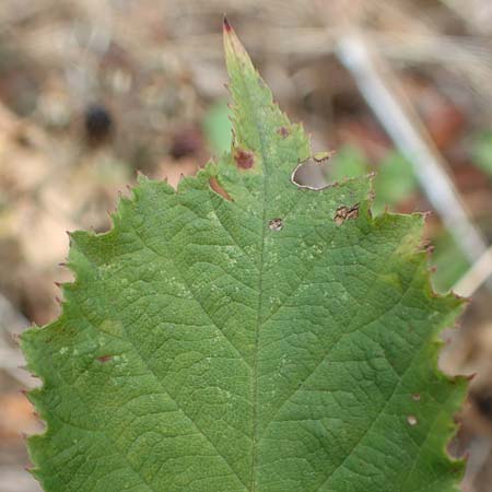 Rubus leiningeri \ Leininger Brombeere / Leiningen Bramble, D Donnersberg 19.8.2020