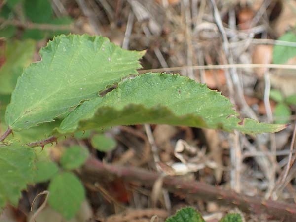 Rubus leiningeri \ Leininger Brombeere / Leiningen Bramble, D Donnersberg 19.8.2020