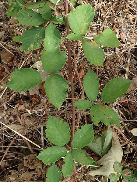 Rubus leiningeri \ Leininger Brombeere / Leiningen Bramble, D Donnersberg 19.8.2020