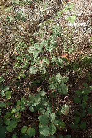 Rubus leiningeri \ Leininger Brombeere / Leiningen Bramble, D Mehlinger Heide 24.8.2020
