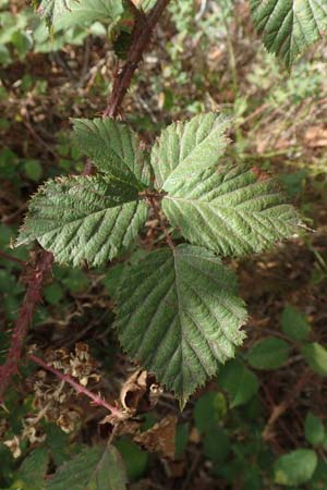 Rubus leiningeri \ Leininger Brombeere / Leiningen Bramble, D Mehlinger Heide 24.8.2020