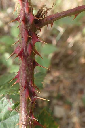 Rubus leiningeri \ Leininger Brombeere / Leiningen Bramble, D Mehlinger Heide 24.8.2020