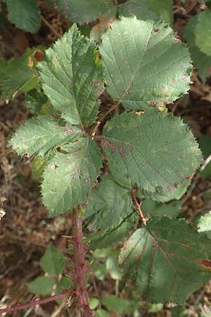 Rubus leiningeri \ Leininger Brombeere / Leiningen Bramble, D Mehlinger Heide 24.8.2020