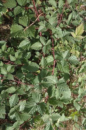 Rubus leiningeri \ Leininger Brombeere / Leiningen Bramble, D Mehlinger Heide 24.8.2020