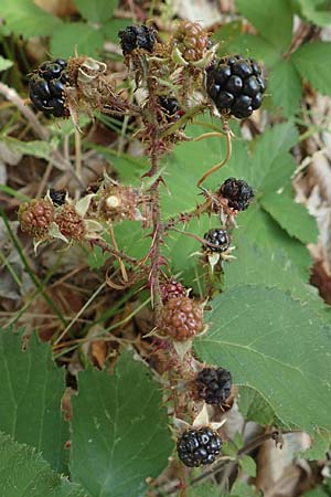 Rubus leiningeri \ Leininger Brombeere / Leiningen Bramble, D Mehlinger Heide 24.8.2020