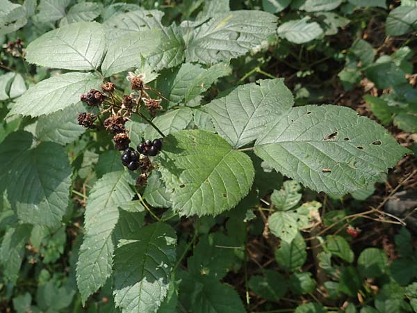 Rubus limitis \ Limes-Haselblatt-Brombeere / Limes Bramble, D Odenwald, F&uuml;rth 27.8.2020