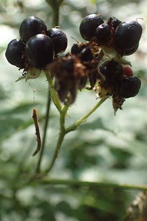 Rubus limitis \ Limes-Haselblatt-Brombeere / Limes Bramble, D Odenwald, F&uuml;rth 27.8.2020