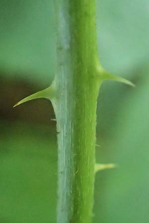 Rubus limitis \ Limes-Haselblatt-Brombeere / Limes Bramble, D Odenwald, F&uuml;rth 27.8.2020