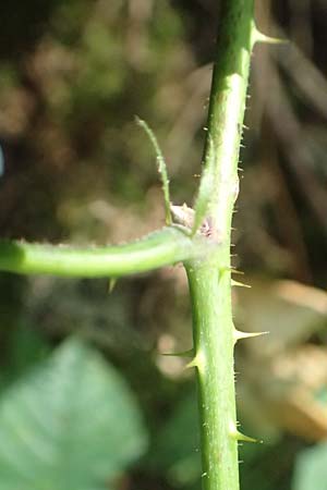 Rubus limitis \ Limes-Haselblatt-Brombeere / Limes Bramble, D Odenwald, F&uuml;rth 27.8.2020