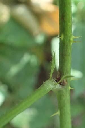 Rubus limitis \ Limes-Haselblatt-Brombeere / Limes Bramble, D Odenwald, F&uuml;rth 27.8.2020