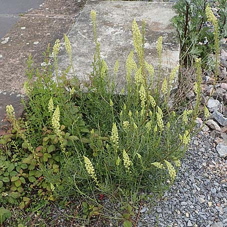 Reseda lutea \ Wilde Resede / Wild Mignonette, D Mannheim 22.5.2021